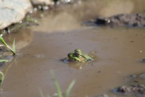 What the Puddle Sees - Green Frog | Mikayla Ploof